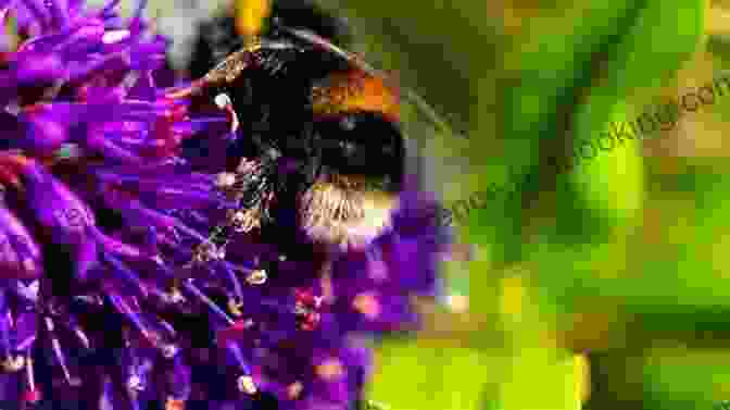 A Bumblebee Collecting Nectar From A Vibrant Purple Flower My Bumblebee Story (Nature Adventures)