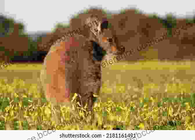 A Close Up Of A Kangaroo Grazing Peacefully In A Field, Surrounded By Wildflowers. Victoria Bitter Stories From An Australian Winter