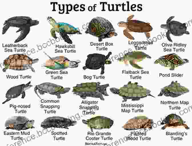 A Collage Of Different Species Of Turtles, Highlighting Their Diverse Colors, Shapes, And Sizes National Geographic Readers: Turtles Andrew Clements