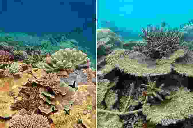 A Coral Reef Damaged By Pollution And Overfishing Reef Fishes Of The Coral Triangle: Reef ID (Coral Reef Academy: Indo Pacific Photo Guides 5)