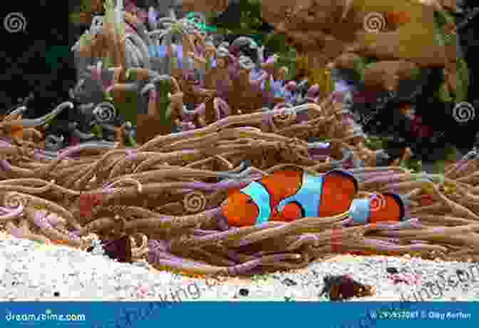 A Group Of Clownfish Swimming Among The Tentacles Of A Sea Anemone Reef Fishes Of The Coral Triangle: Reef ID (Coral Reef Academy: Indo Pacific Photo Guides 5)