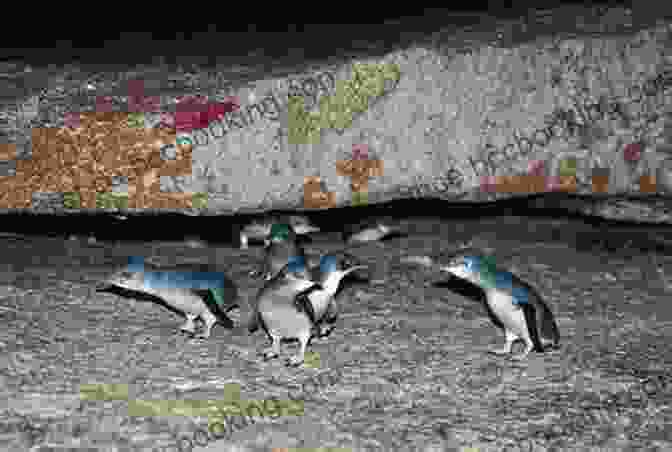 A Group Of Penguins On Bruny Island Storm Boy: Faith Adventure And Survival Around Tasmania S Bruny Island