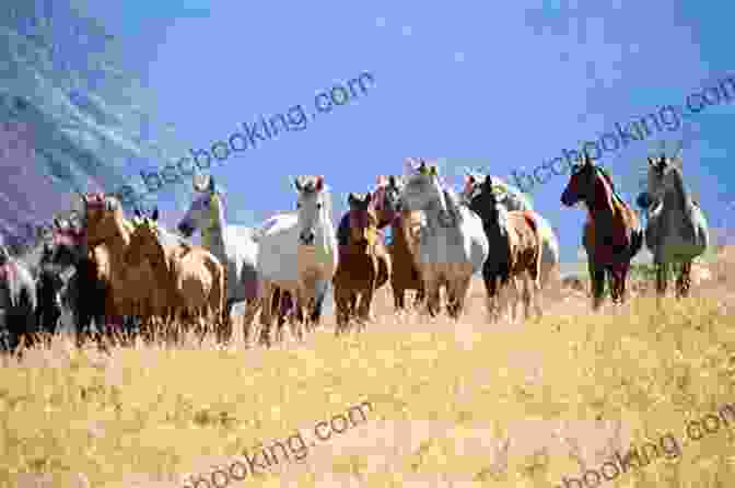 A Herd Of Mustangs Grazing In A Field With A Mountain In The Background Freedom: Spirit Of A Mustang