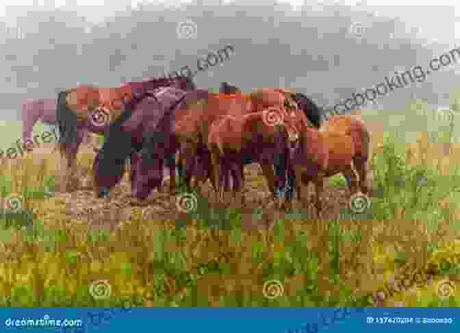 A Herd Of Wild Horses Grazing Peacefully In A Tranquil Meadow Autumn Of Angels: A Wilderness Horse Adventure (Whinnies On The Wind 8)