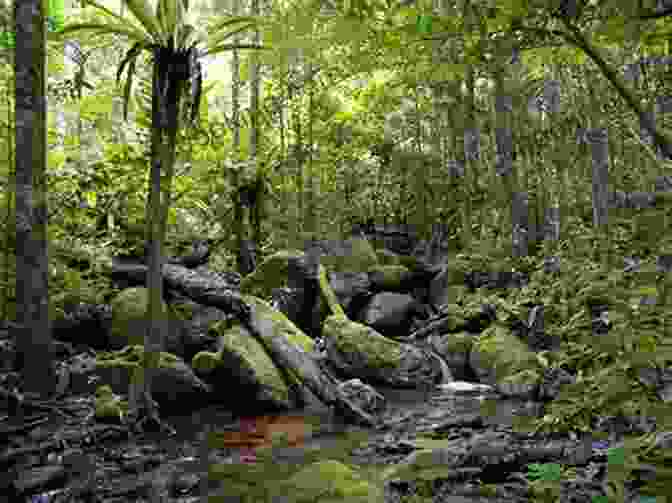 A Lush Rainforest In Latin America, Showcasing The Region's Rich Biodiversity Understanding Latin America: A Decoding Guide