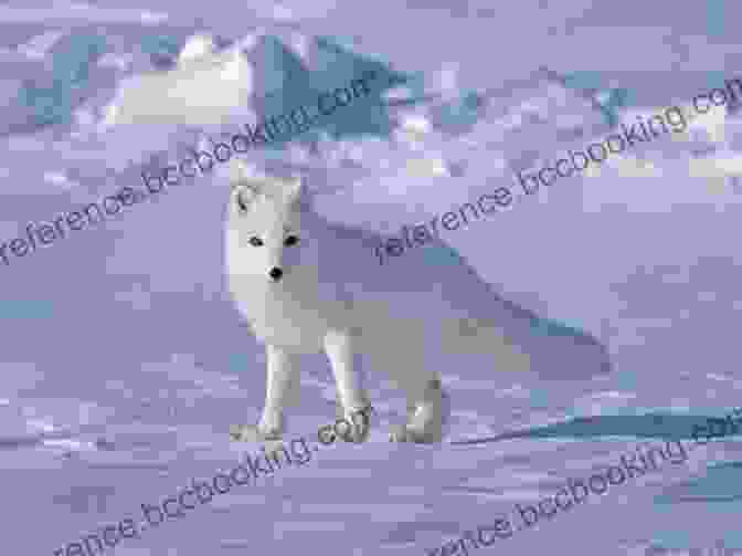 A Playful Arctic Fox Amidst A Snowy Landscape Voyages From Montreal Through The Continent Of North America (Vol 1 2): Journey To The Arctic Ocean And The Pacific In 1789 And 1793