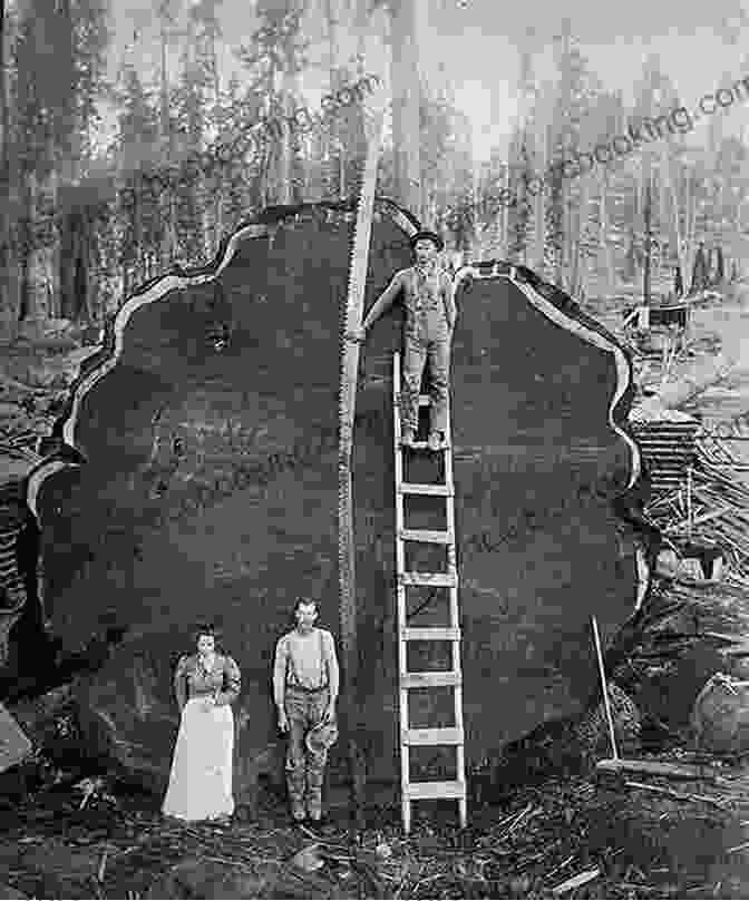A Vintage Photograph Of Eric The Lumberjack, Standing Tall With An Axe In Hand, Surrounded By Towering Trees. The Legend Of Eric: The Lumberjack Of Halifax