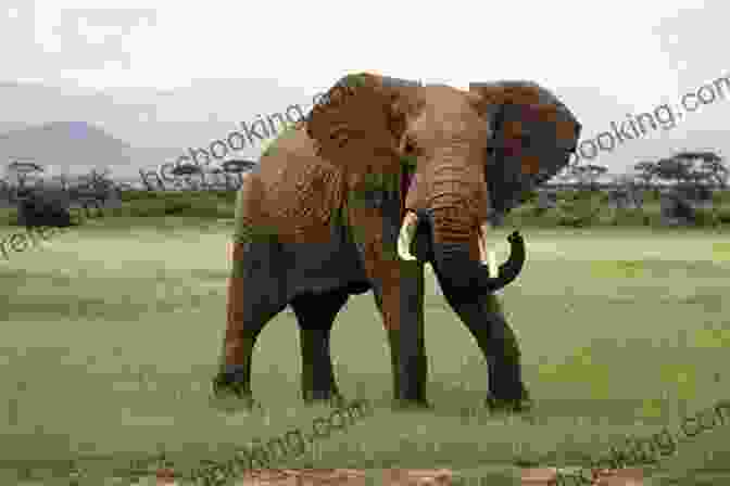 African Elephant, The Largest Land Animal MegaCool MegaFauna: Creatures Of Today The Biggest Animals In The World Grades 3 6 Leveled Readers (32 Pgs)