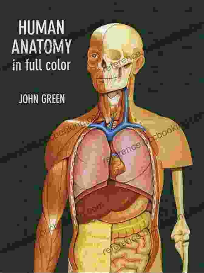 Anatomical Diagram Of A Human Figure Secrets Of Drawing Figures And Faces (Essential Artist Techniques)