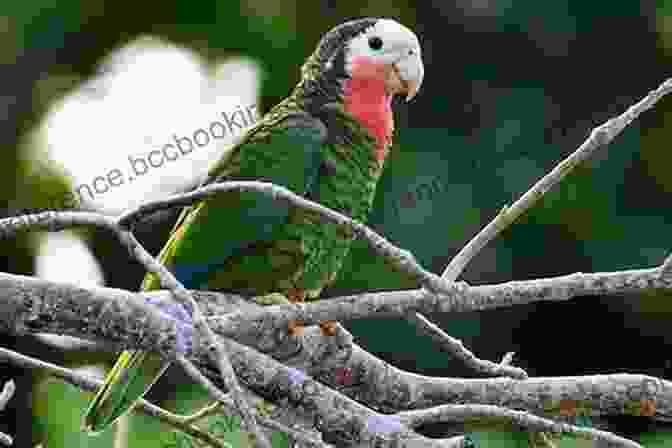 Bahamian Parrot, A Vibrant And Endangered Species Native To The Bahamas The Natural History Of The Bahamas: A Field Guide