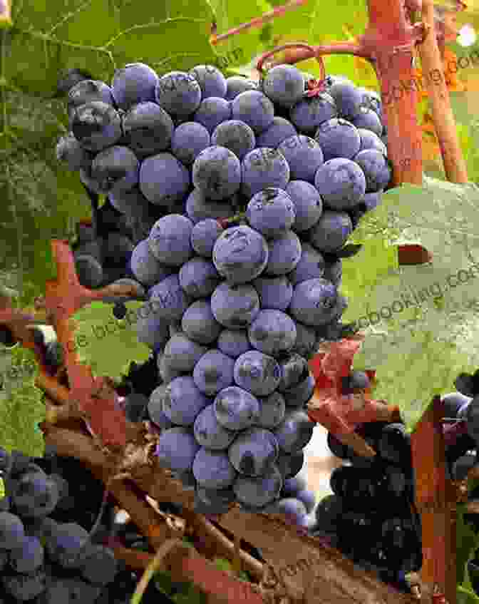 Bunches Of Cabernet Franc Grapes, Adding Finesse To Uruguayan Wines The Uruguay Wine Guide: The Definitive Guide To Wine In Uruguay By The South America Wine Guide