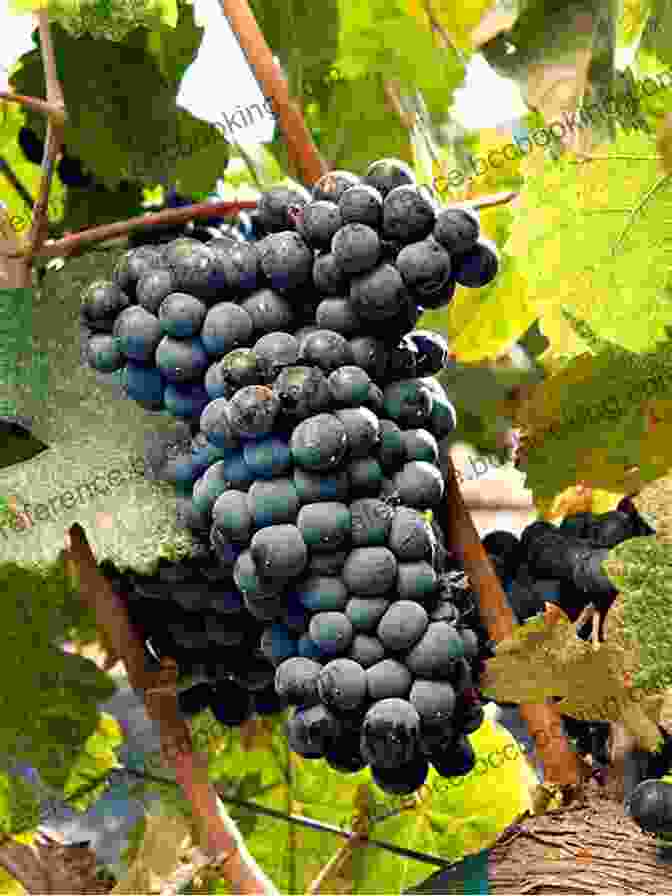 Close Up Of Tannat Grapes, The Backbone Of Uruguayan Winemaking The Uruguay Wine Guide: The Definitive Guide To Wine In Uruguay By The South America Wine Guide