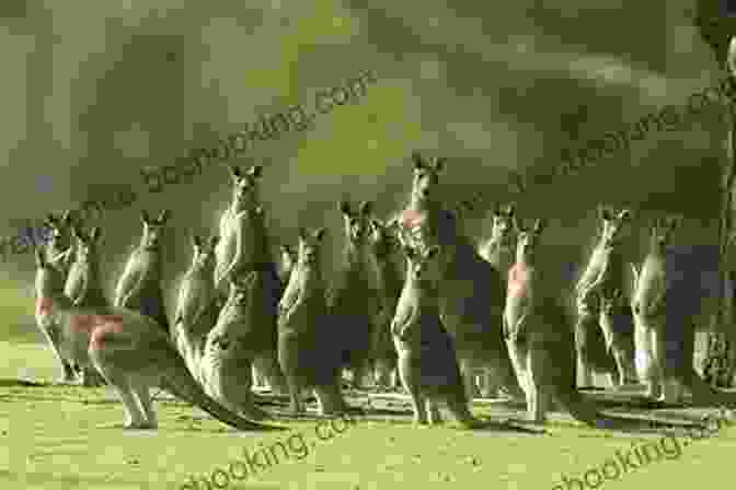 Coco And Charlie Franks Discovering A Group Of Kangaroos Six Words That Wreck Your Life: An Aussie Christmas Short Story With Coco Franks (A Coco And Charlie Franks Novel)