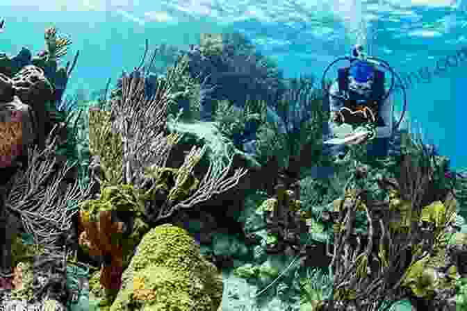 Coral Reef In The Bahamas, A Vibrant Underwater Paradise The Natural History Of The Bahamas: A Field Guide