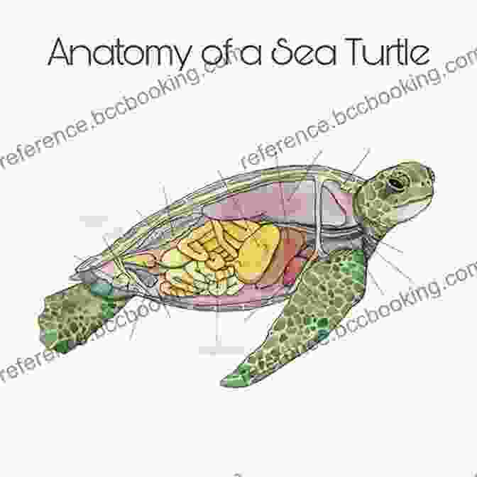 Diagram Illustrating The Anatomy Of A Turtle Sea Turtles Facts: Knowledge About Turtle You Love To Know