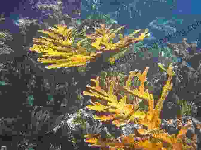 Elkhorn Coral, A Critically Endangered Species Found In Bahamian Waters The Natural History Of The Bahamas: A Field Guide