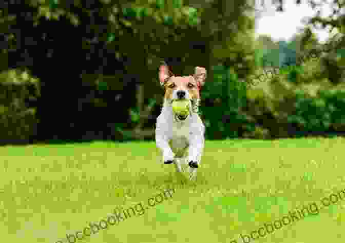 Enthusiastic Dog Running In A Lush Green Field Inside Of A Dog: What Dogs See Smell And Know