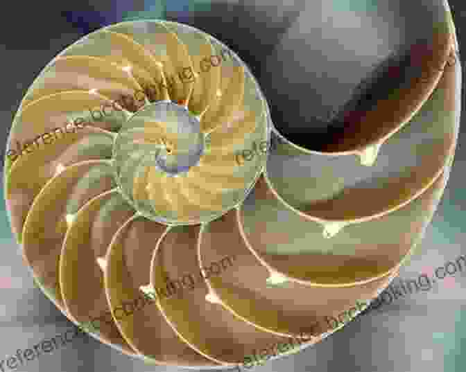 Fibonacci Spiral In Nature The Fabulous Fibonacci Numbers Alfred S Posamentier
