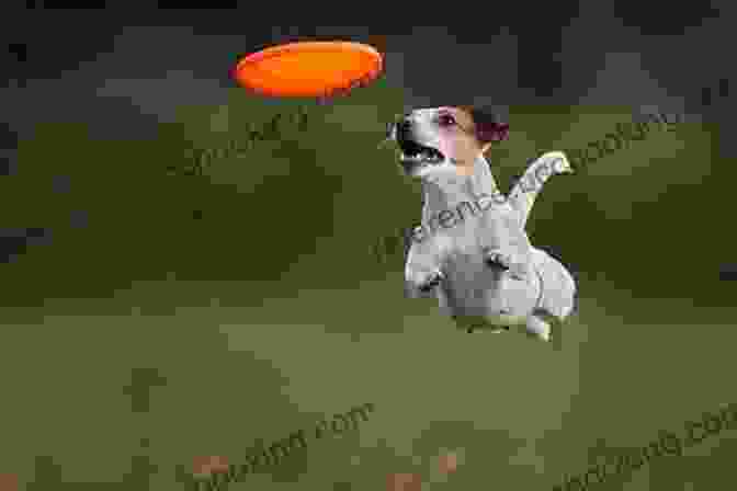Happy Dog Leaping In The Air To Catch A Frisbee Inside Of A Dog: What Dogs See Smell And Know
