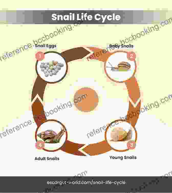 Image Capturing The Beauty And Intricacy Of Snail Reproduction, Showcasing The Various Stages Of Their Life Cycle Polar Bears: A Complete Guide To Their Biology And Behavior