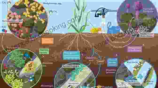 Image Depicting The Ecological Interactions Between Worms And Plants, Soil Microorganisms, And Other Organisms In The Ecosystem Curious About Worms (Smithsonian) Alina Daria