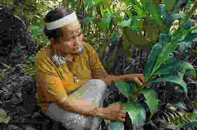 Image Of An Indigenous Dayak Woman Holding A Basket Of Harvested Fruits In The Rainforest Of Borneo The Wasting Of Borneo: Dispatches From A Vanishing World