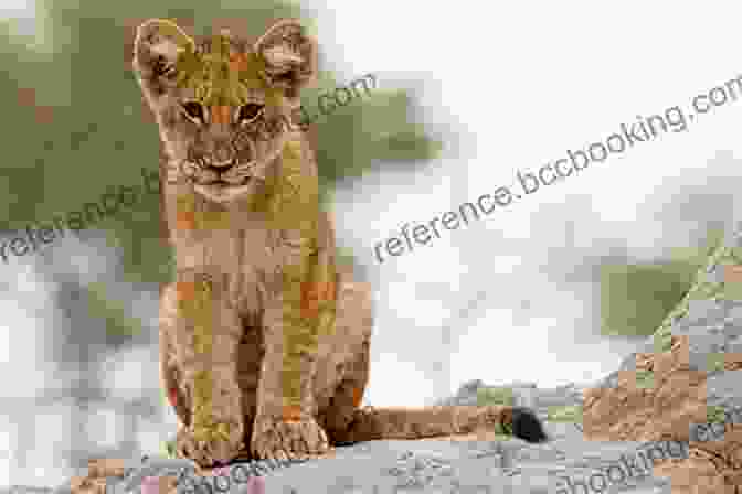 Luca, The Lost Lion Cub, Standing Tall In The African Savanna Luca The Lost Lion Cub: A Christmas Story (Life Lessons 7)