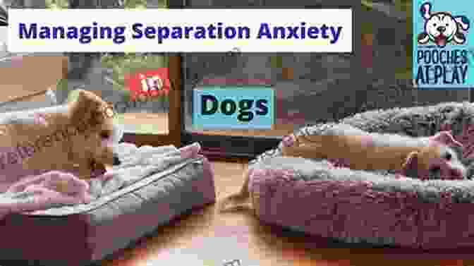 Managing Separation Anxiety In Dogs Decoding Your Dog: Explaining Common Dog Behaviors And How To Prevent Or Change Unwanted Ones