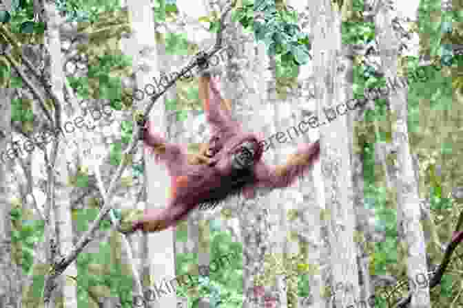 Orangutan Swinging In A Tree In Borneo The Malay Archipelago : The Land Of The Orang Utan And The Bird Of Paradise Volume I (Illustrated)