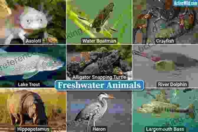Panorama Of Diverse Seafood Species, Arranged According To Their Habitats (freshwater, Saltwater, And Brackish Water) The Fishmonger S Apprentice: The Expert S Guide To Selecting Preparing And Cooking A World Of Seafood Taught By The Masters