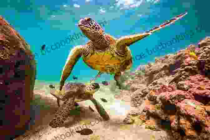 Photograph Of Turtles Interacting In A Group Sea Turtles Facts: Knowledge About Turtle You Love To Know