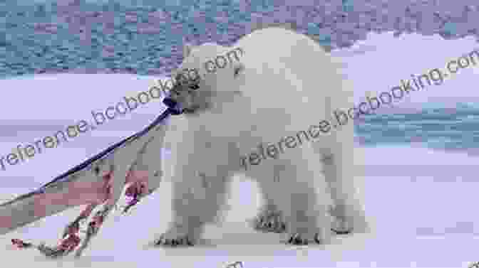 Polar Bear, A Large Carnivorous Mammal Found In The Arctic MegaCool MegaFauna: Creatures Of Today The Biggest Animals In The World Grades 3 6 Leveled Readers (32 Pgs)