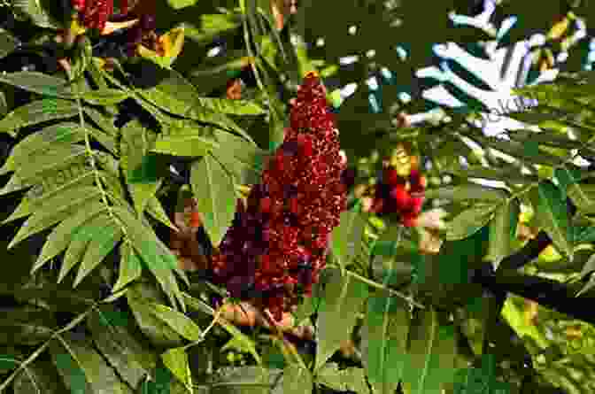 Sumac Berries In The Eastern Mediterranean Spice: Flavors Of The Eastern Mediterranean