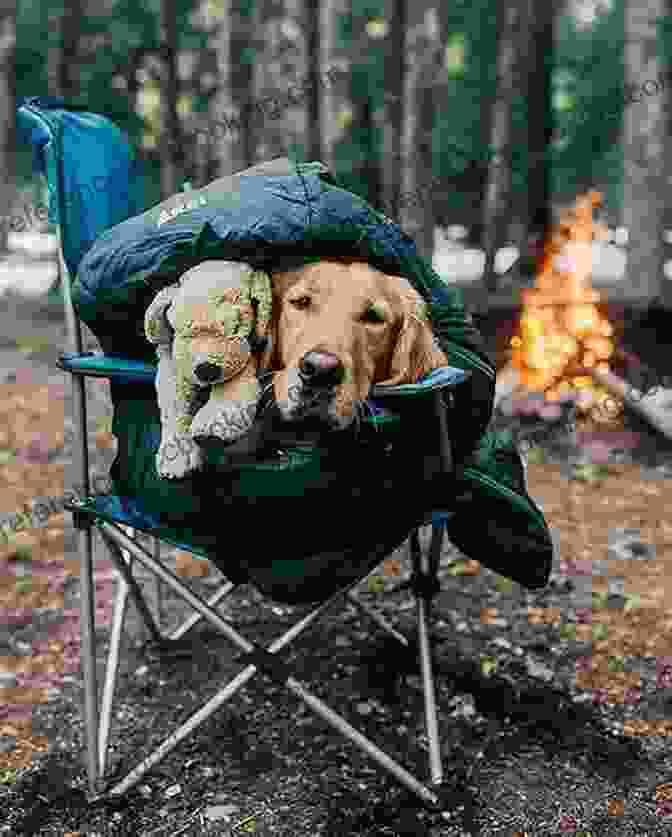 The Man Sits Around A Campfire With Buddy And Lady, The Dogs Curled Up Beside Him, Their Eyes Glowing With Contentment. Olive Mabel Me: Life And Adventures With Two Very Good Dogs