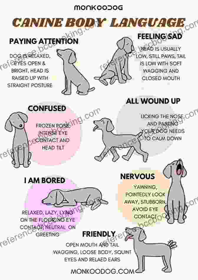 Understanding Dog Tail Language Decoding Your Dog: Explaining Common Dog Behaviors And How To Prevent Or Change Unwanted Ones