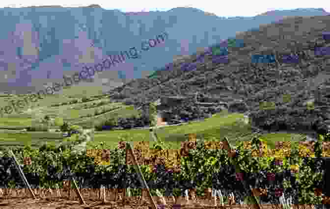 Vineyards In Chile's Central Valley The South America Wine Guide: The Definitive Guide To Wine In Argentina Chile Uruguay Brazil Bolivia Peru