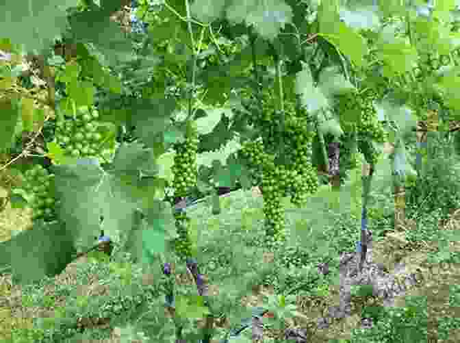 Viognier Vines In Uruguay, Showcasing Their Tropical Charm The Uruguay Wine Guide: The Definitive Guide To Wine In Uruguay By The South America Wine Guide